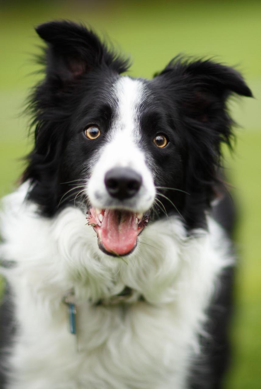 cutest dog breeds border collie