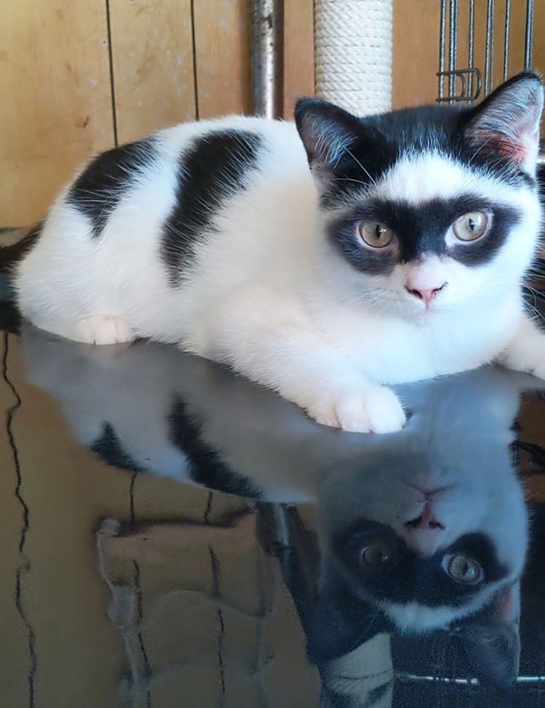 White cat with black patches sitting on a glass table.