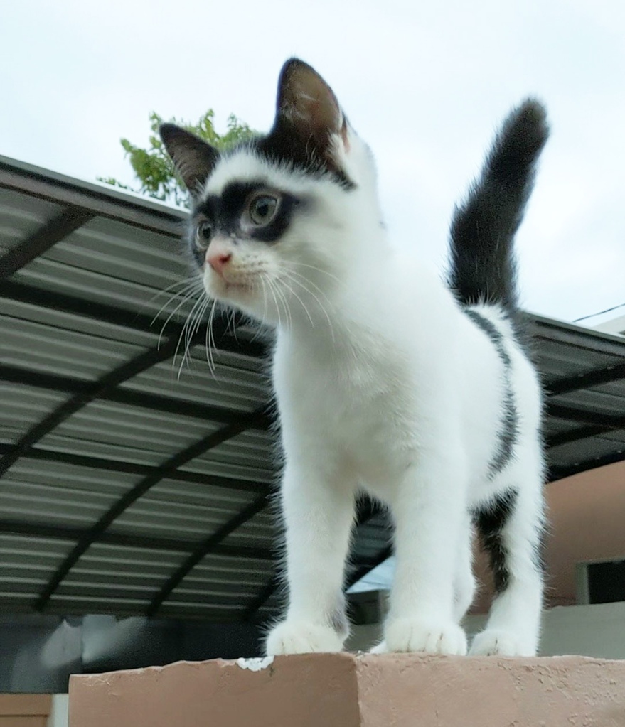 White cat with black patches standing on a ledge.