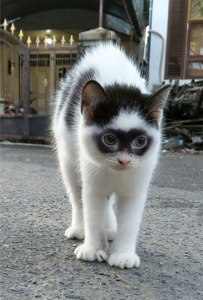 White cat with black patches with its fur standing up.