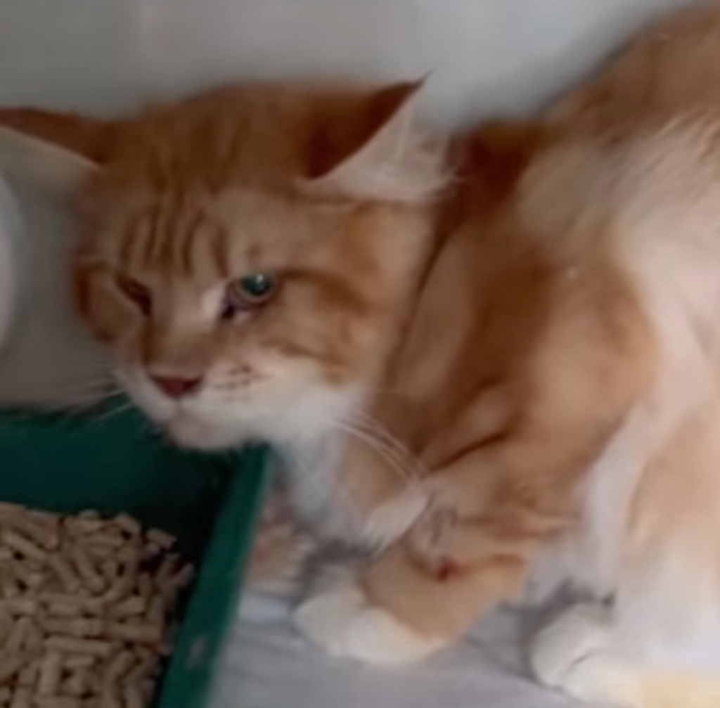 "The cats were left alone on their own for two weeks, there was no food, so what else to eat?" said one animal rescue expert who cared for some of the surviving cats.