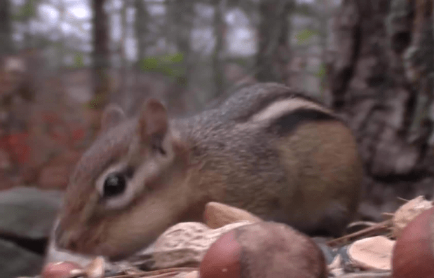 Spy Camera: What do squirrels do in their den all day? – Daily Pet Pop ...