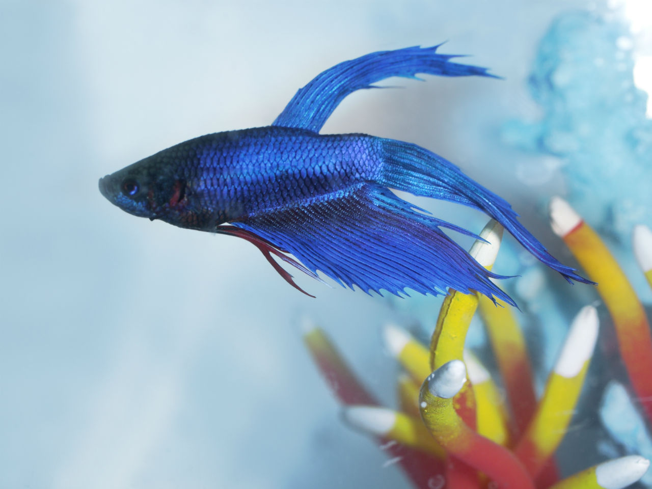 Betta fish