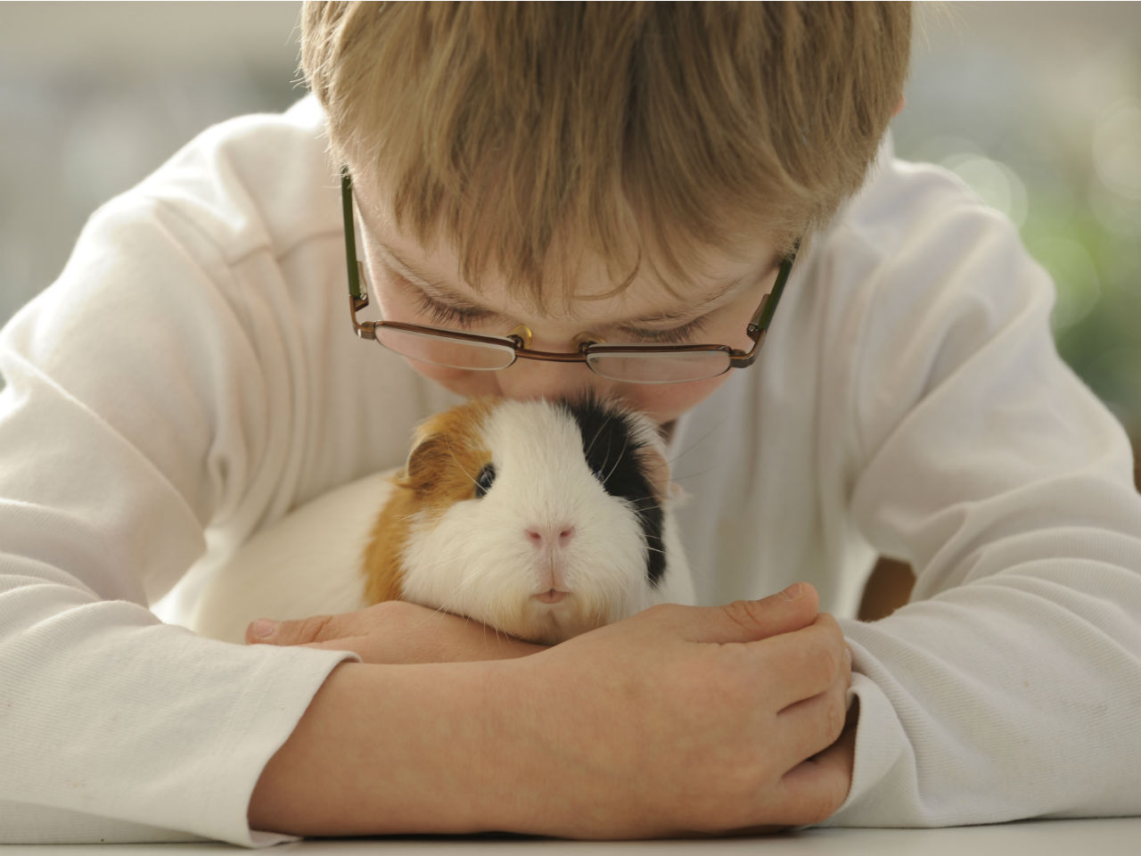 Guinea pigs