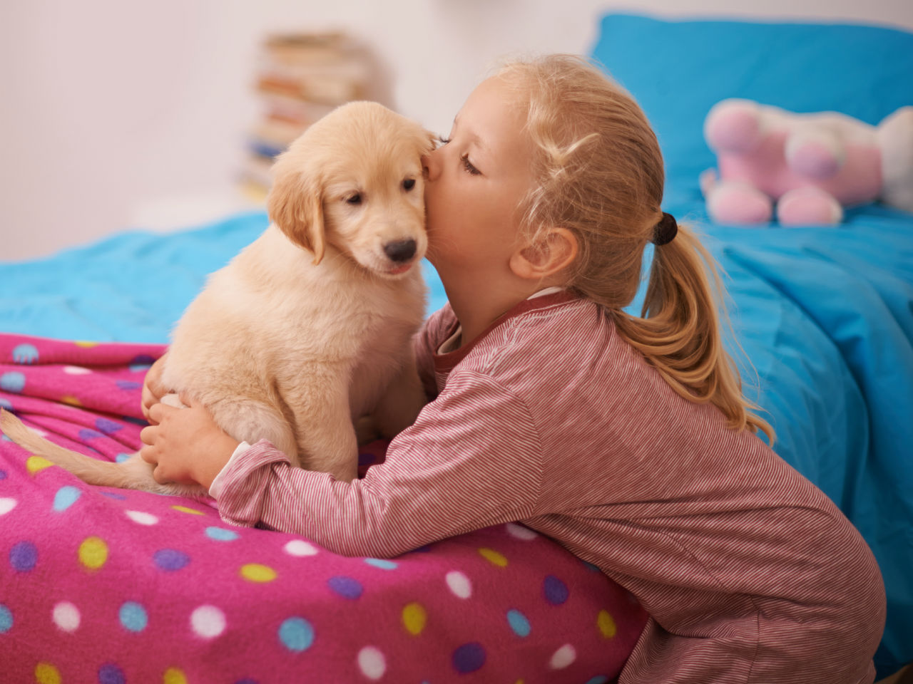 Golden retrievers and labradors 