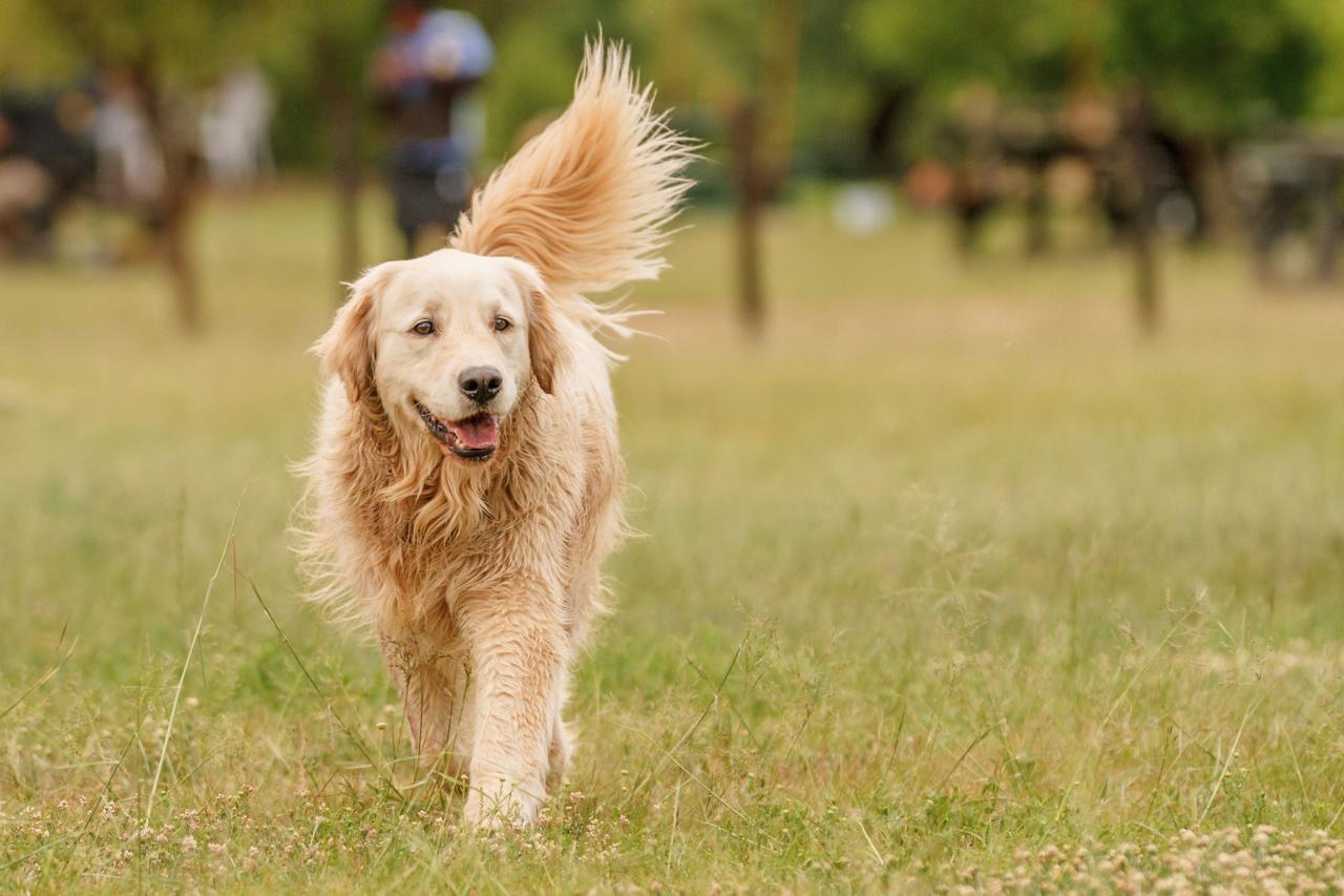 how to keep your pet cool