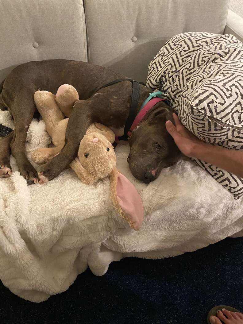 rescue pit bull