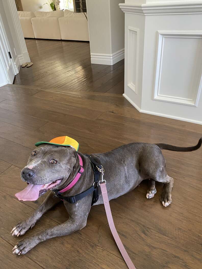 rescue pit bull