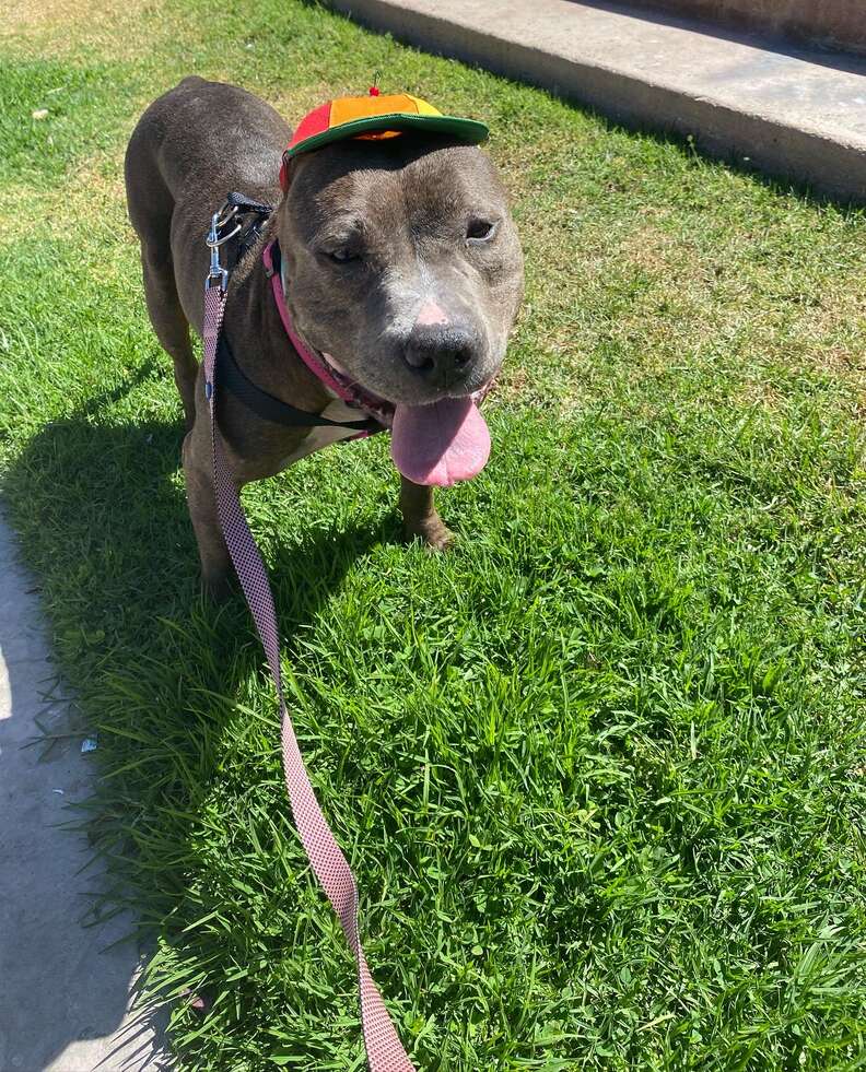 pit bull in a propeller hat