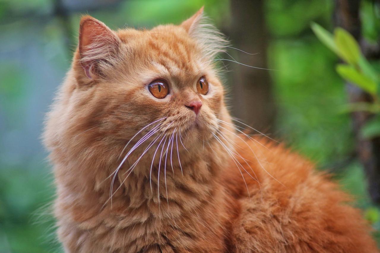 orange Persian Mackerel tabby cat