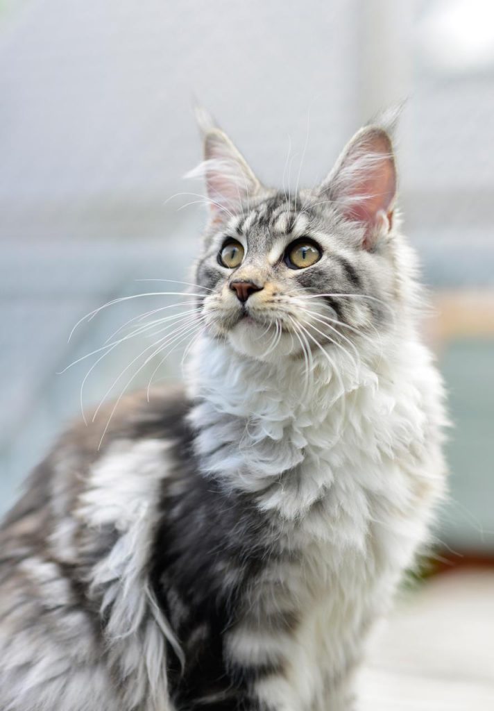 Maine Coon Cat Sitting on a Carpet