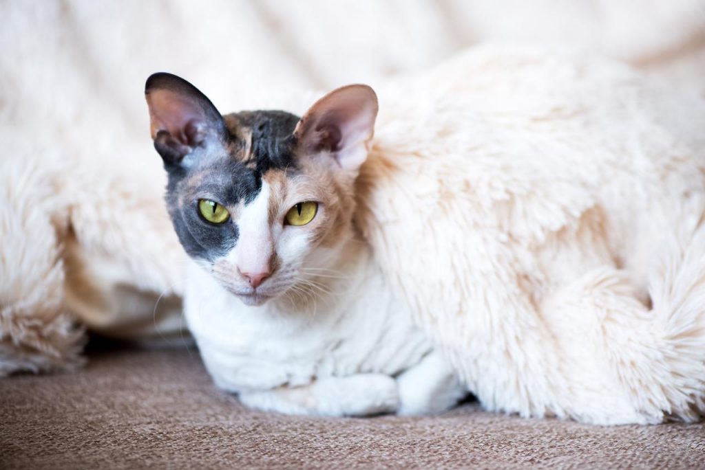 Cornish Rex Cat Sitting on Carpet