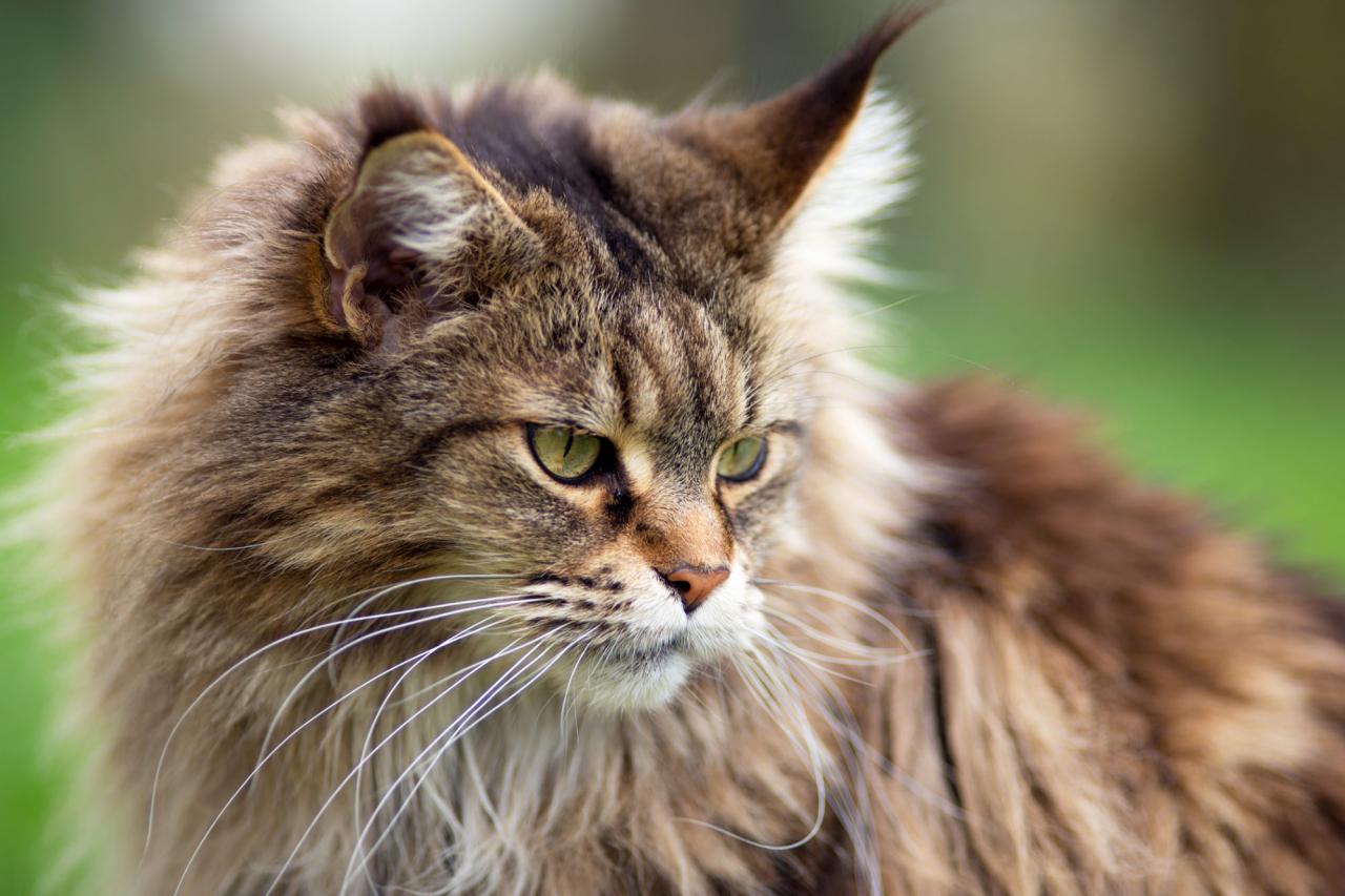 closeup of a Maine Coon tabby