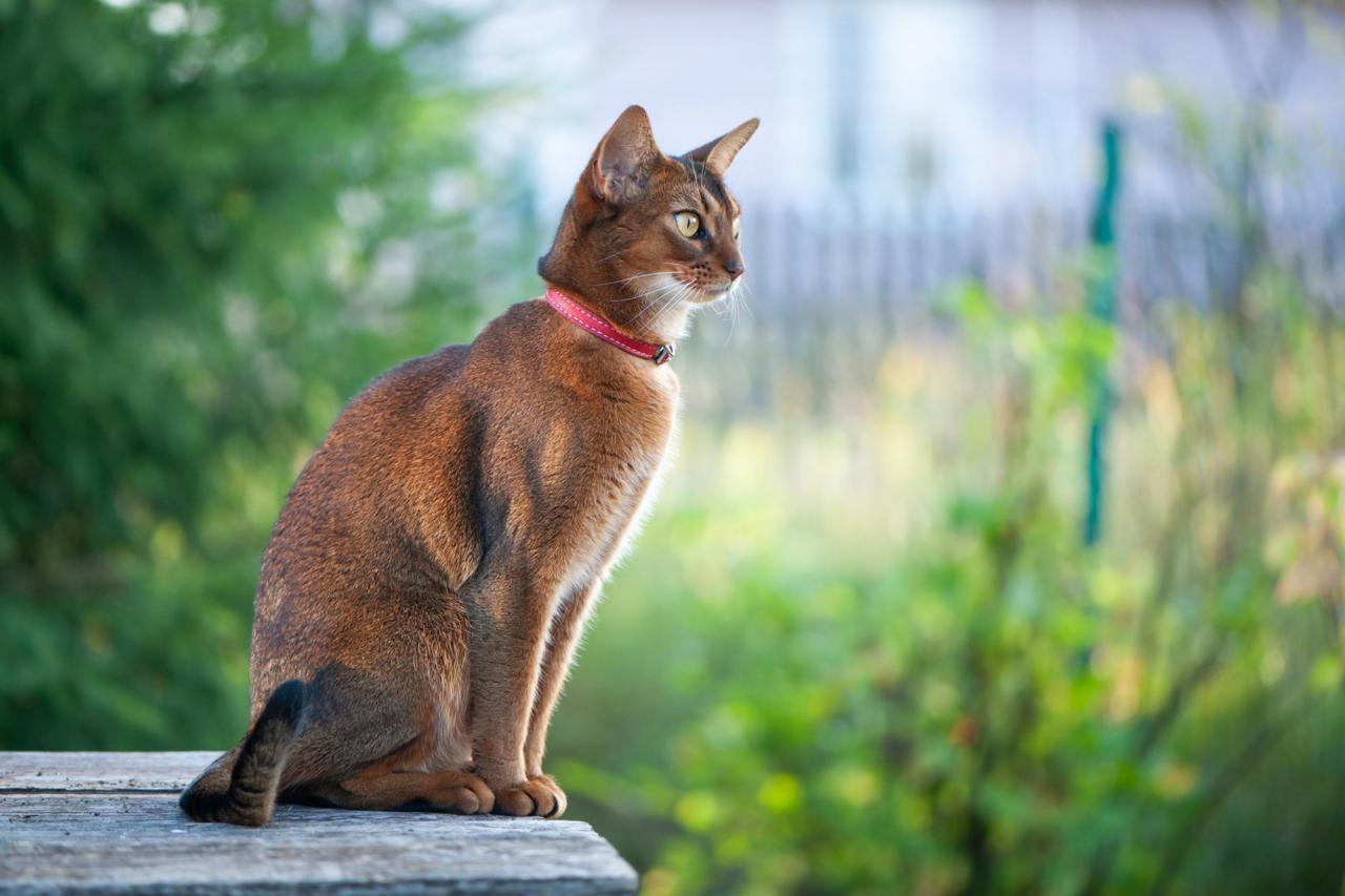 Abyssinian cat sitting on a ledge