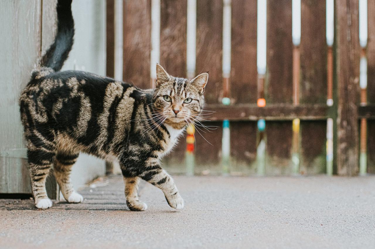 5 Types of Tabby Cats and the Breeds That Flaunt Those Striking