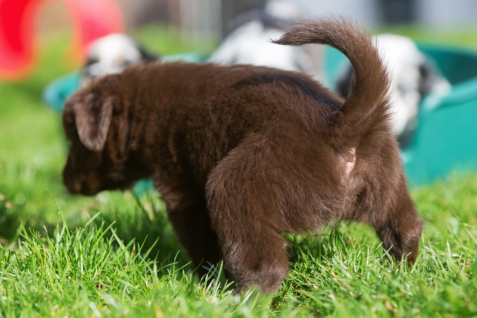 Brown Australian Shepherd puppy peeing on the grass with other puppies in the background