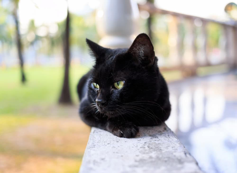 Black cat lounges on porch railing