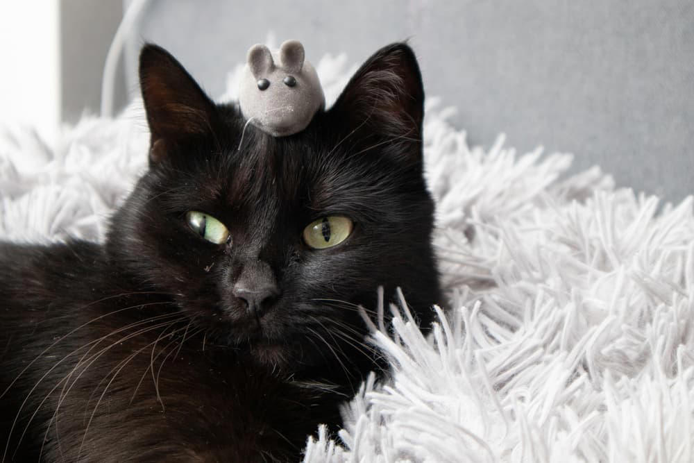 Black cat with mouse toy on head