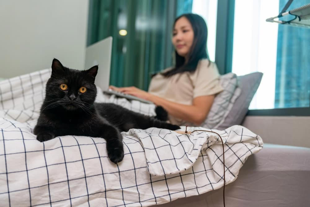 Black Scottish cat on the bed with owner