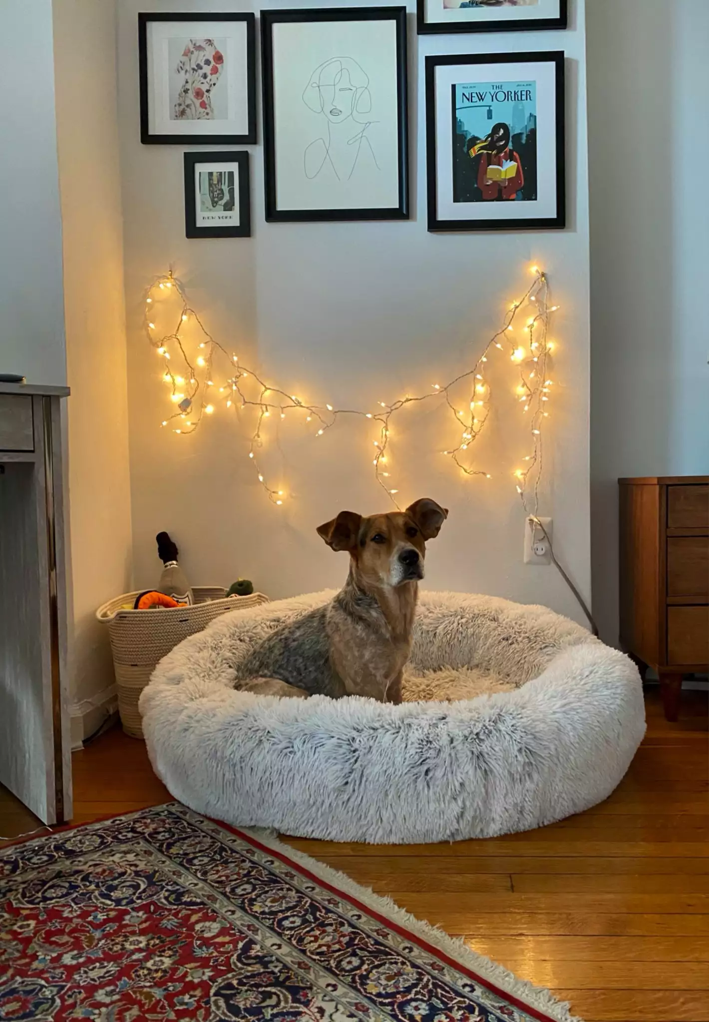 A medium sized dog sitting in a large white pouf bed. There are string lights above him, a basket of toys, and framed pictures above.