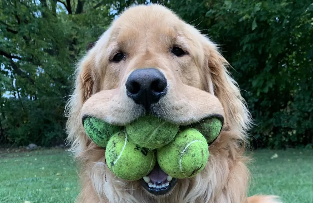 golden retriever holds six tennis balls in mouth