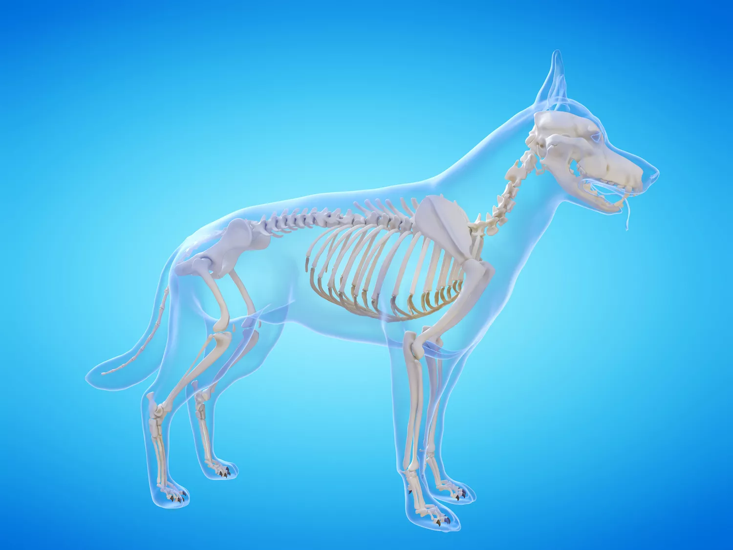 Dog skeleton