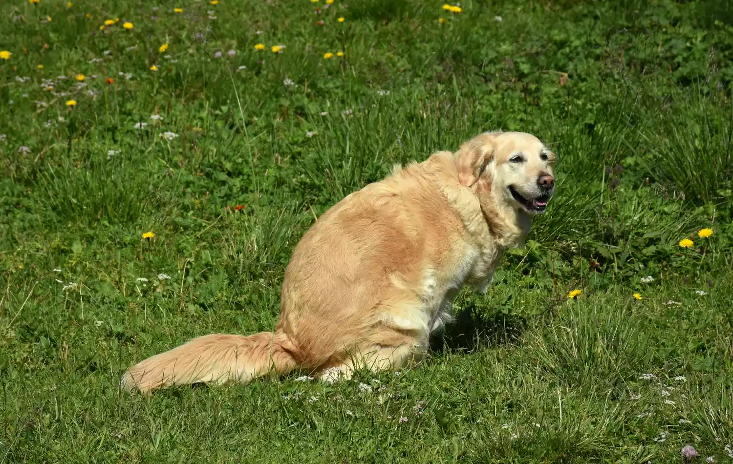 Dog pooping