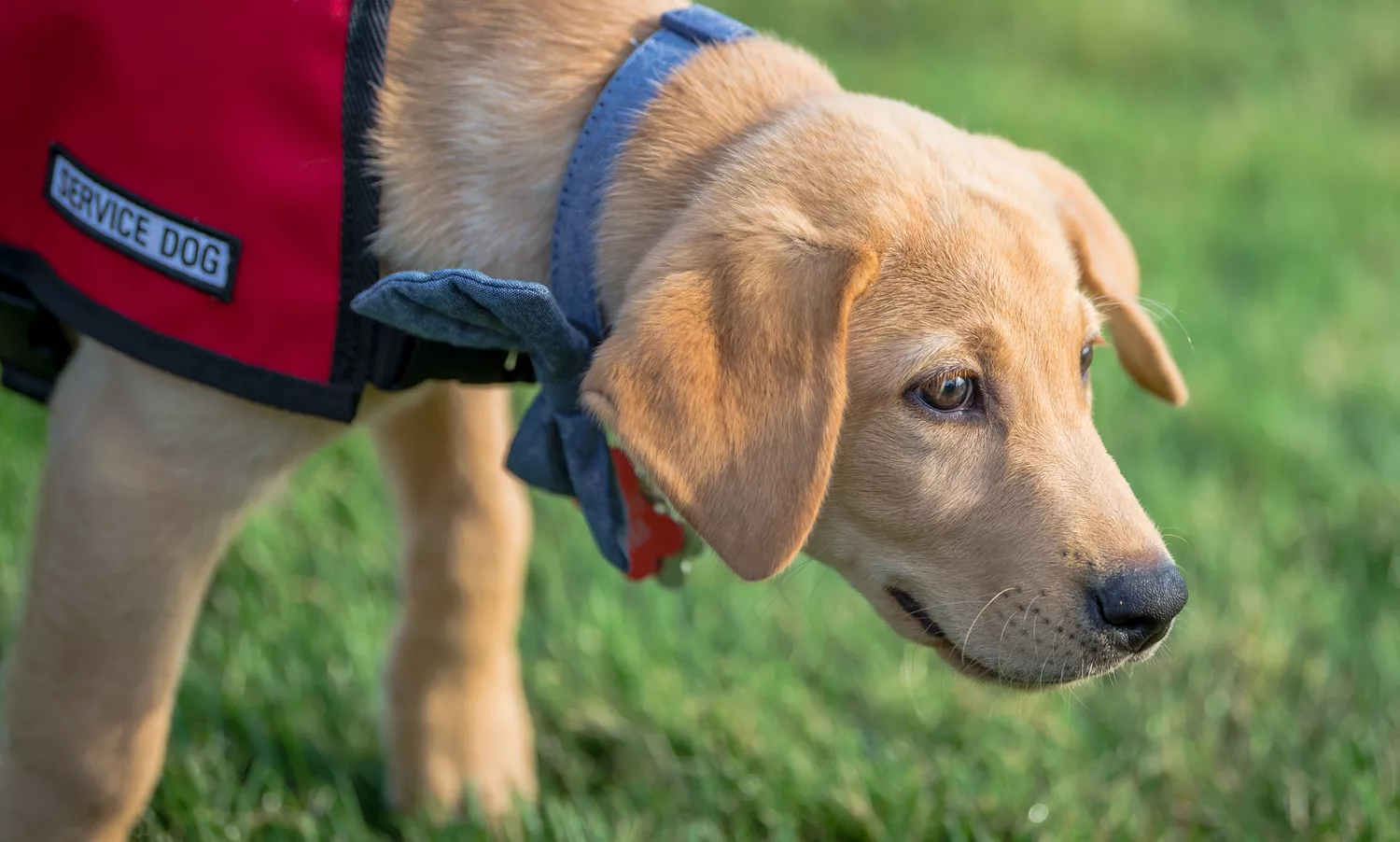 Yellow lab in a service dog vest