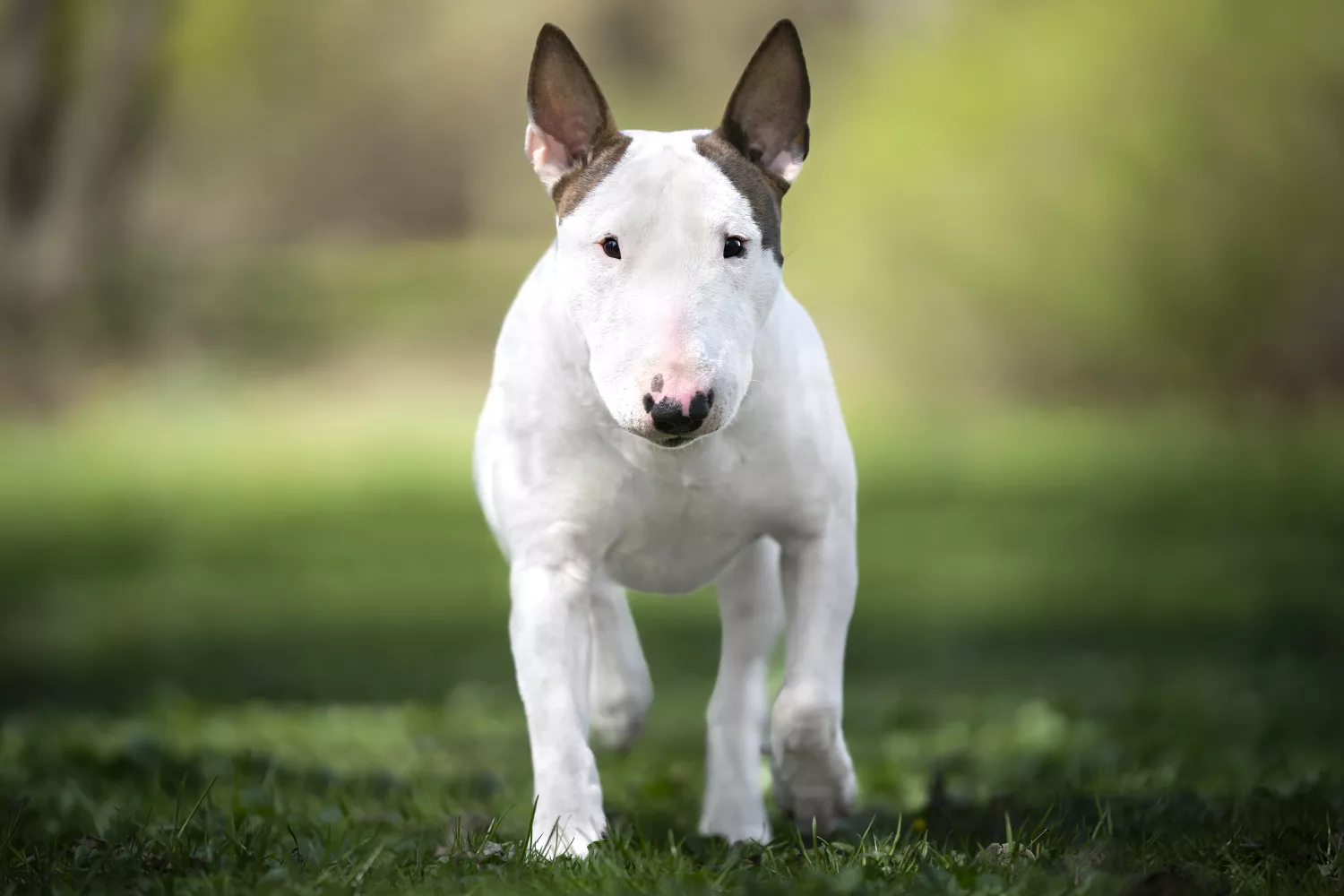 White dog