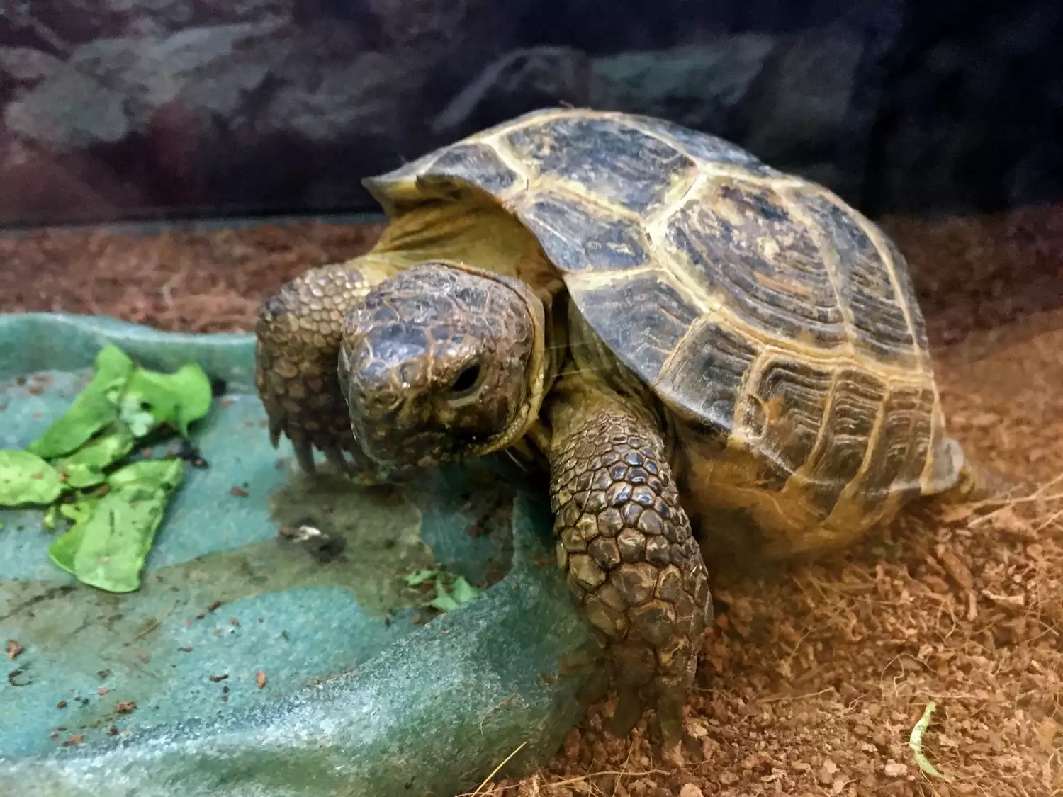 Russian tortoise eating from a dish.