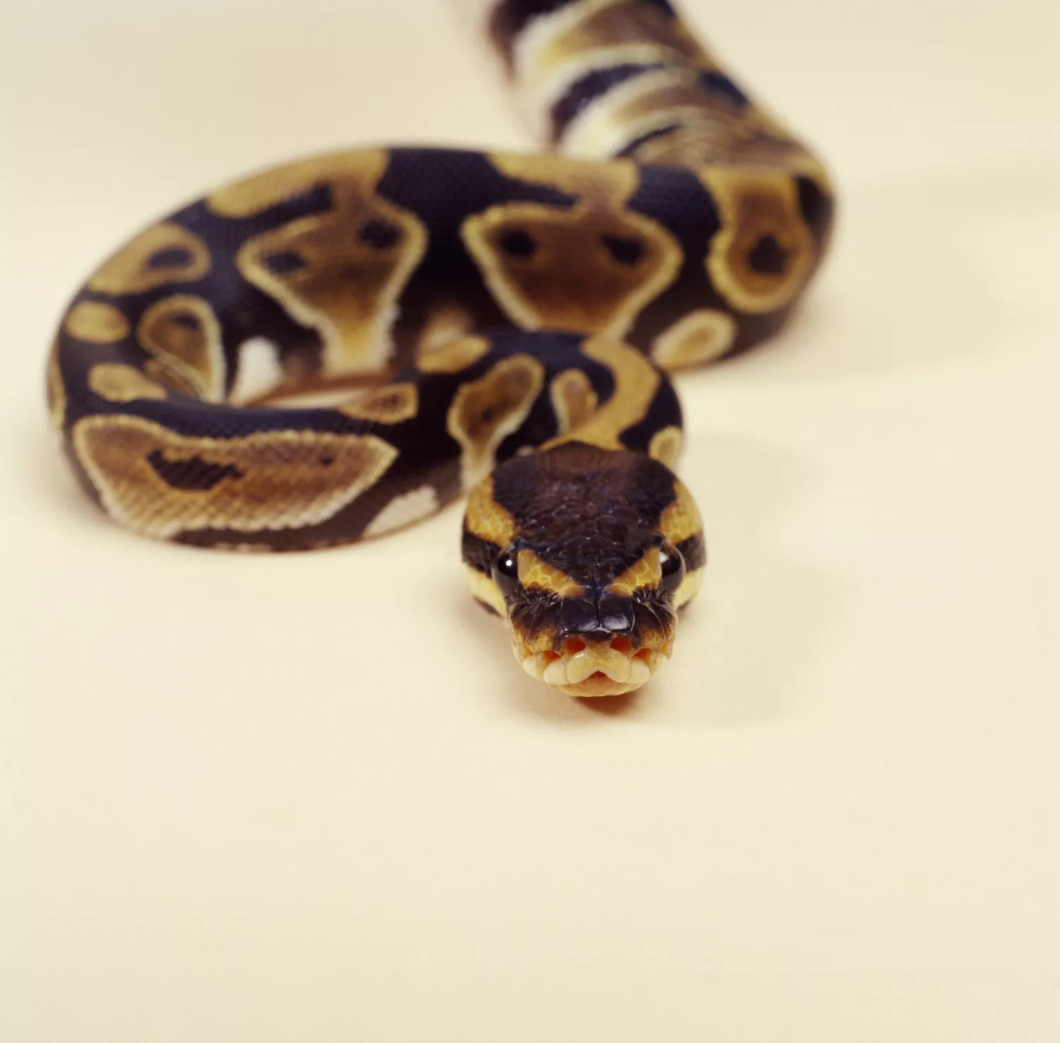 Ball Python