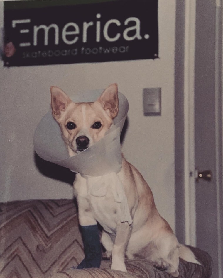 Gino recovers from cutting his paw as a young dog in Colorado. Over the years, Alex Wolf has texted photos of Gino to his college roommate, Jesse Terzi, to share updates about the dog they adopted as college students. 