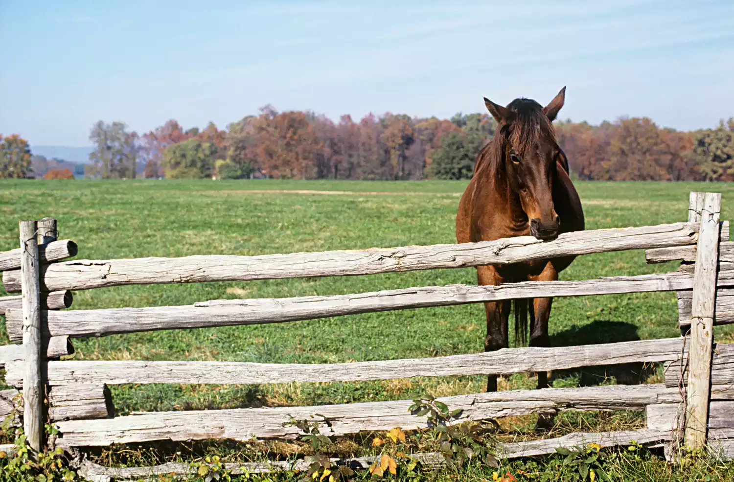 A horse standing near a fence