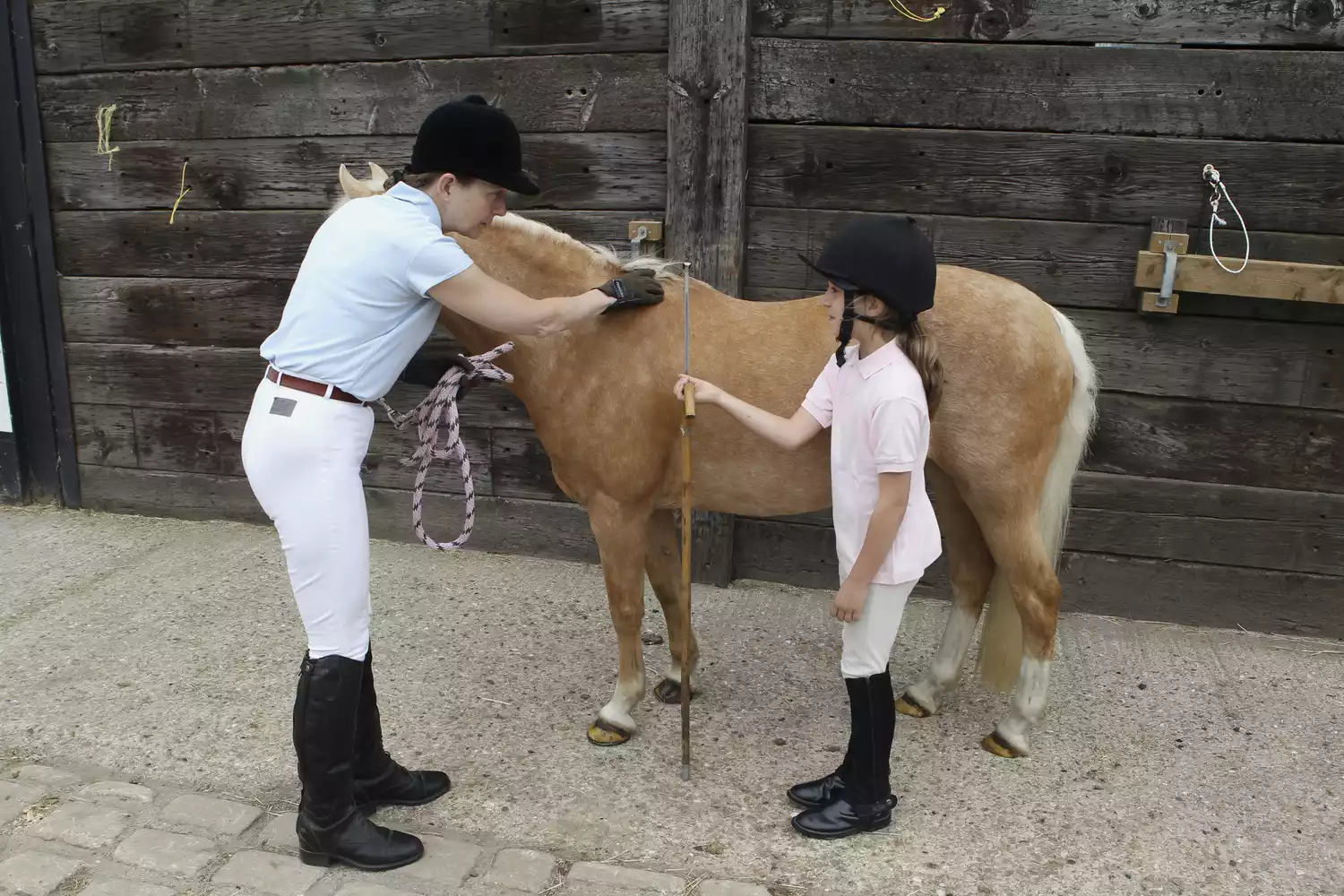 A woman and a girl measuring height of pony using measuring stick against withers