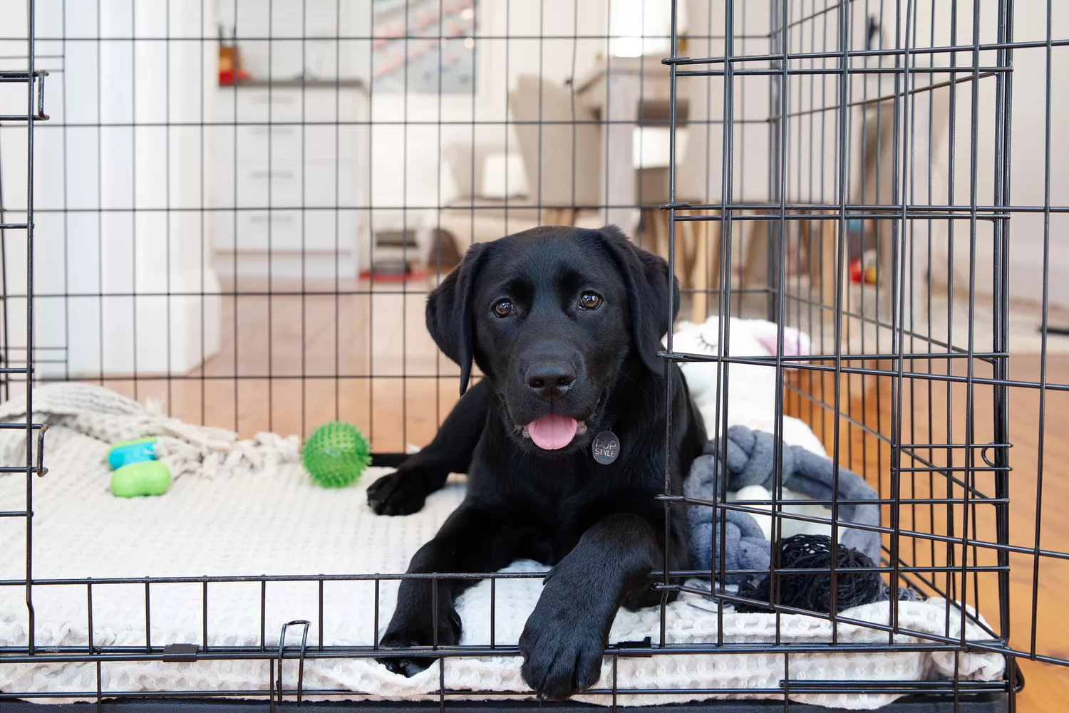 Puppy in a dog crate