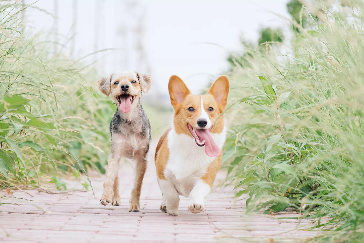 Two dogs of different breeds walking on a path