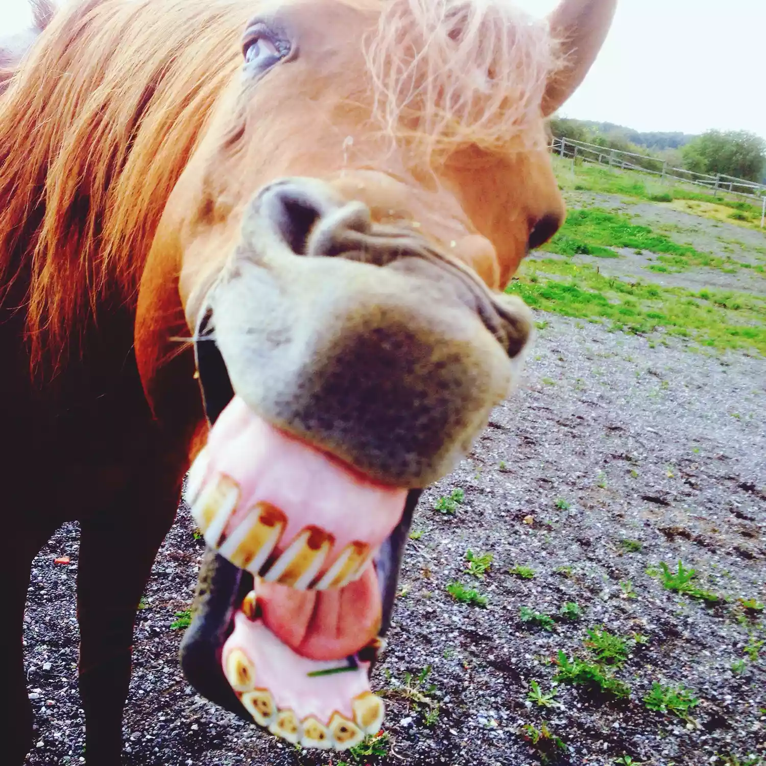 Angry Horse On Field