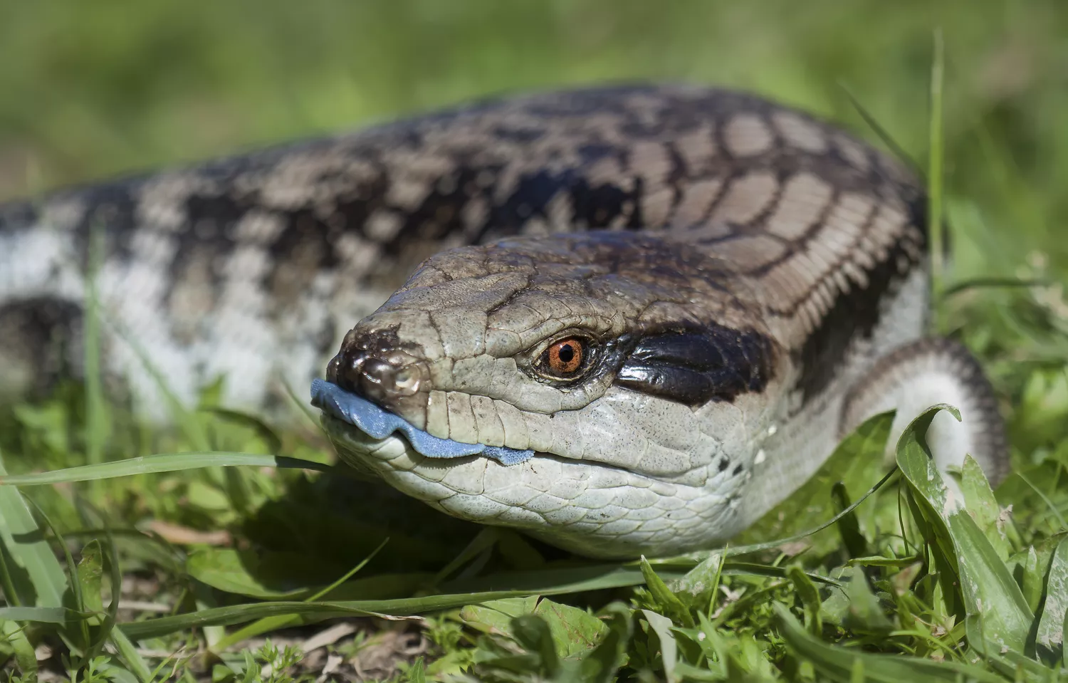 Blue-tongued skink (Tilaqua scincoides scincoides)