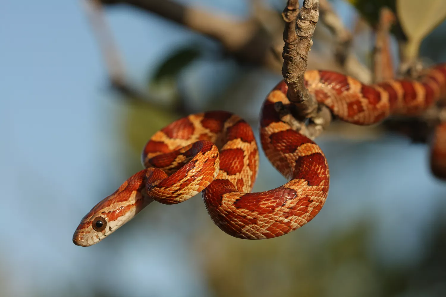 Corn Snake from the Lower Florida Keys