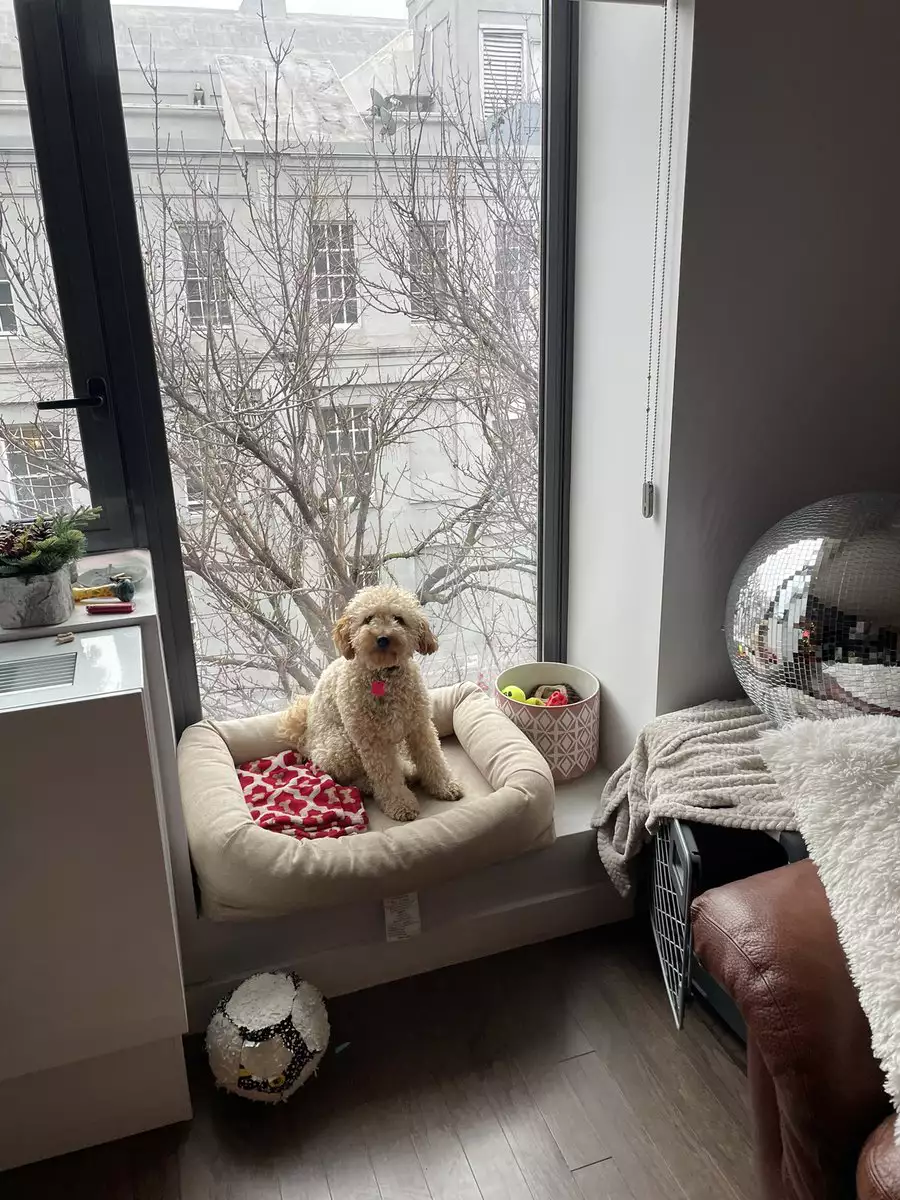 Inside a NYC apartment. There is a small curly blonde dog sitting in a tan dog bed in a nook in the wall. 