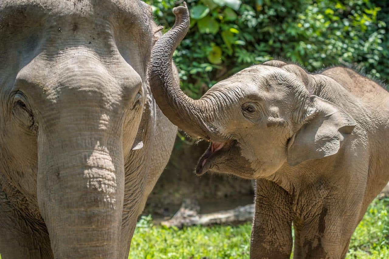 Elephants in Luang Prabang, Laos