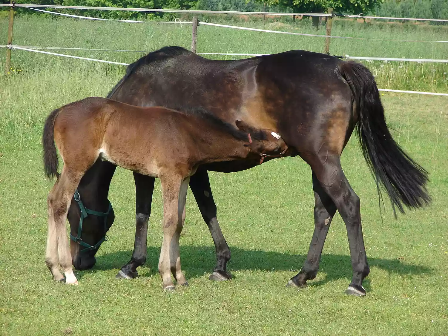 Nursing foal.