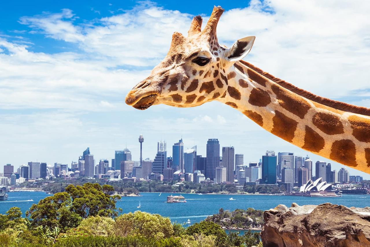 Giraffe at Sydney Zoo, Australia