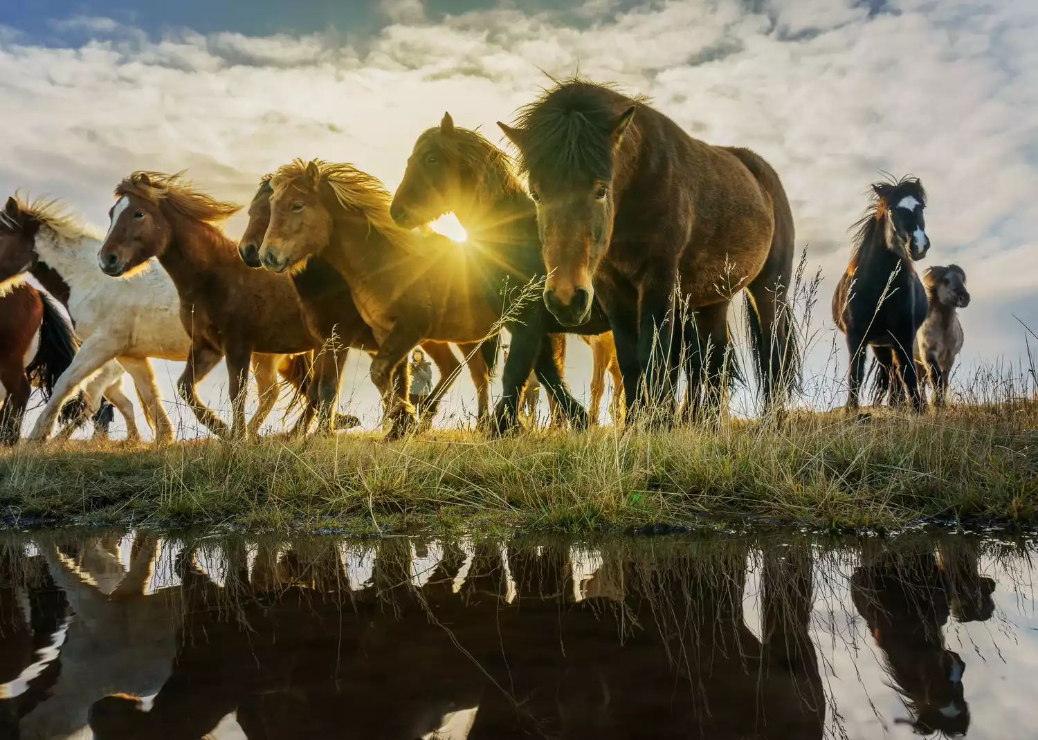 Group of Horses.