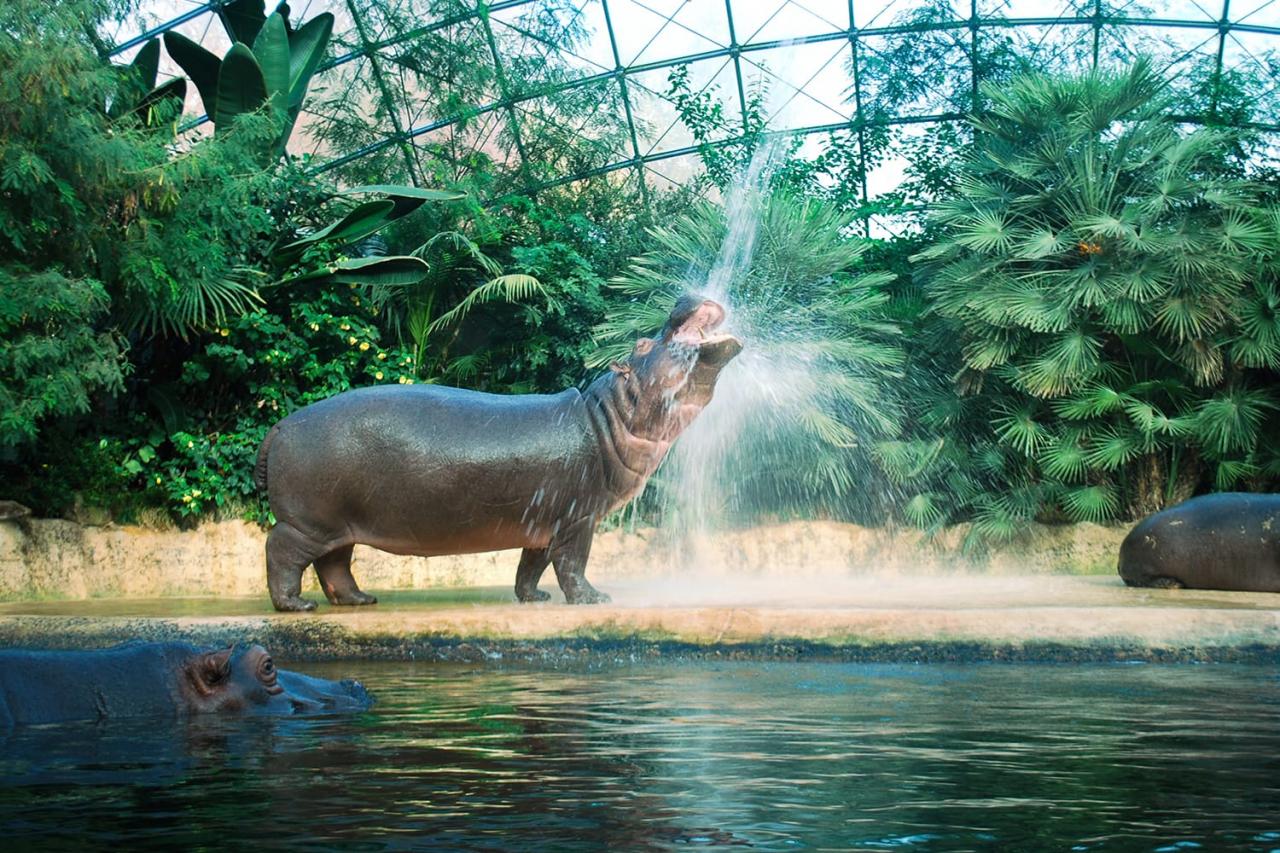 Hippopotamus at Berlin Zoo, Germany