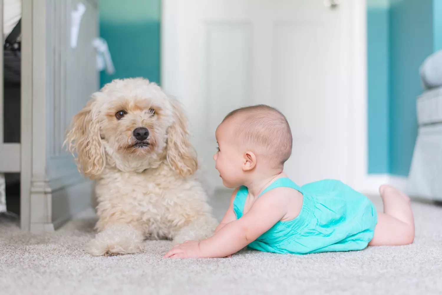 Dog next to an infant baby