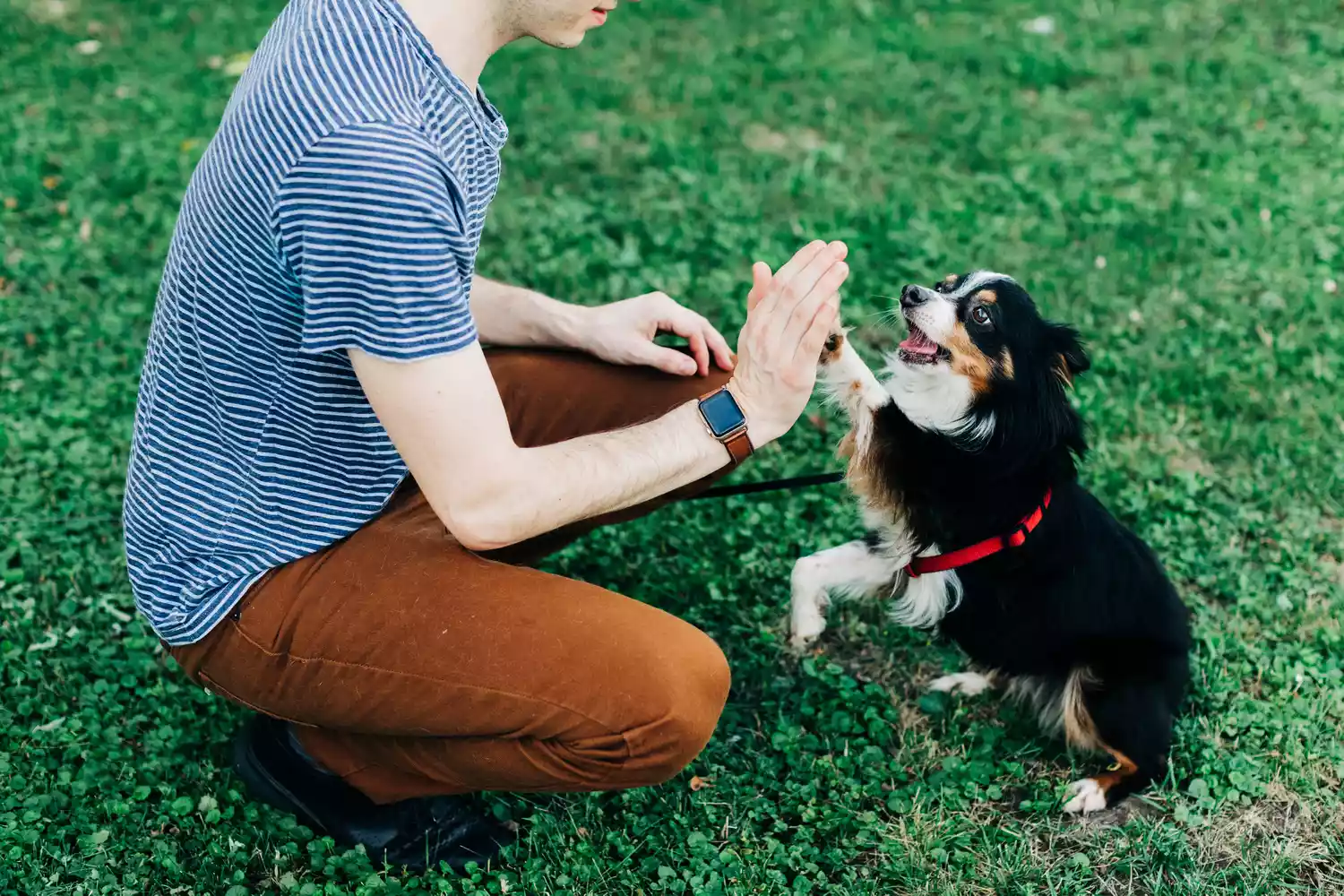 Black and white dog giving high five to owner