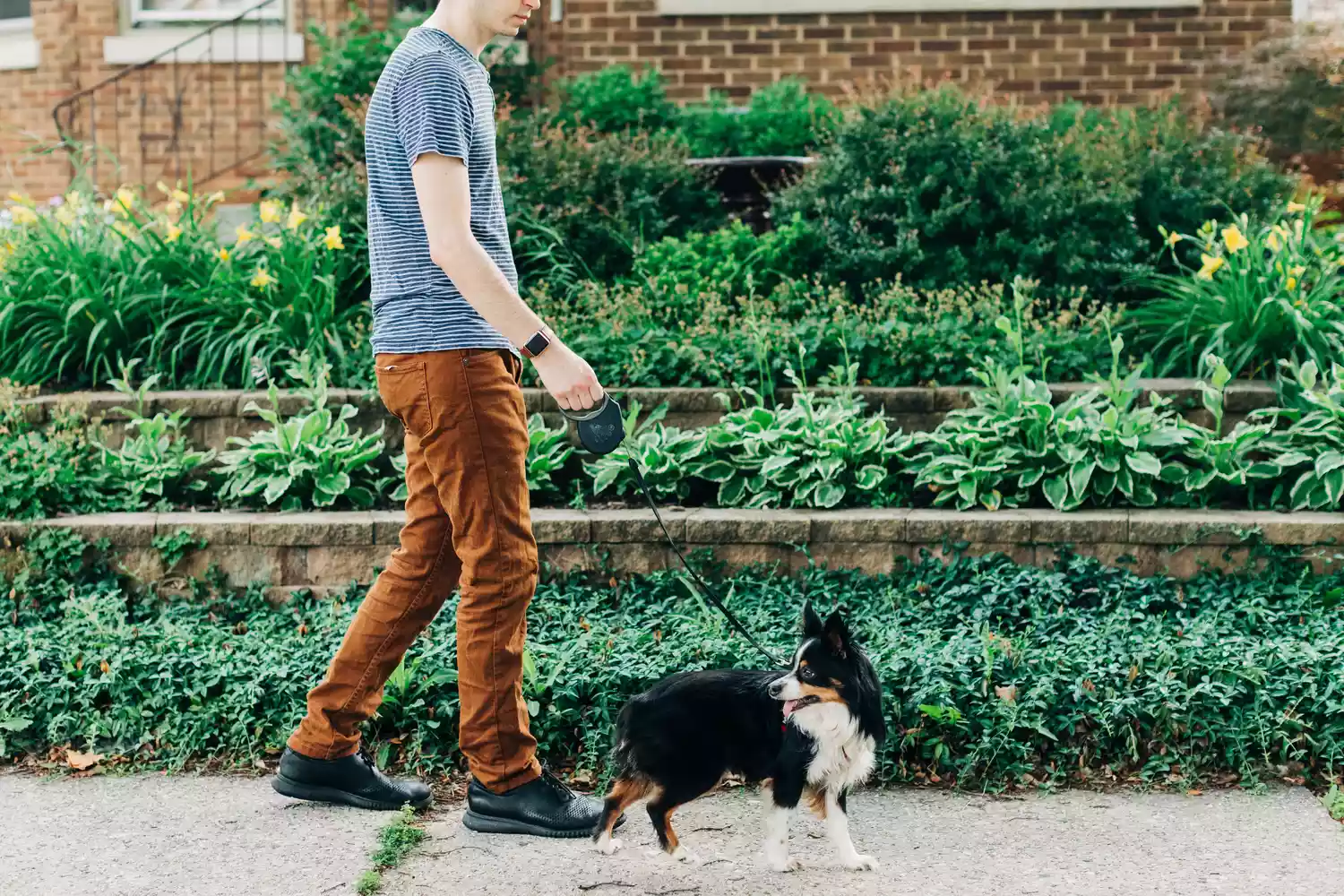 Owner taking black and white dog for a walk next to decorated hedges