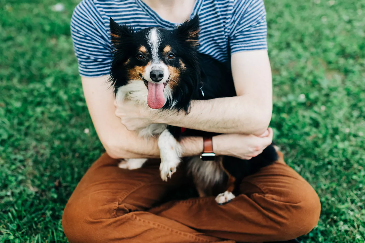 Black and white dog being held by owner