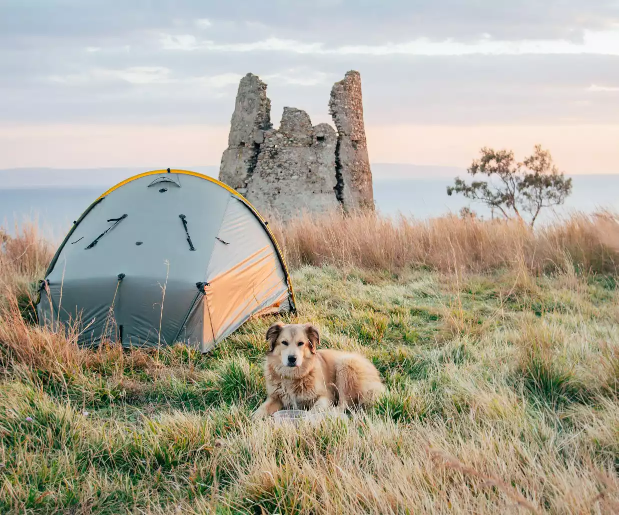 Savannah, the first dog to walk around the world, poses by a tent